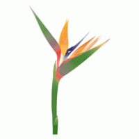 flower logo vector logo