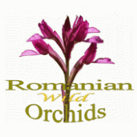 Romanian Wild Orchids logo vector logo