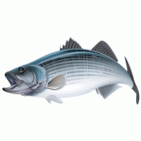 Fish logo vector logo