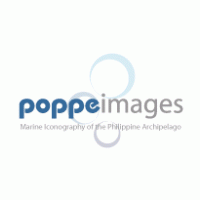 Poppeimages logo vector logo
